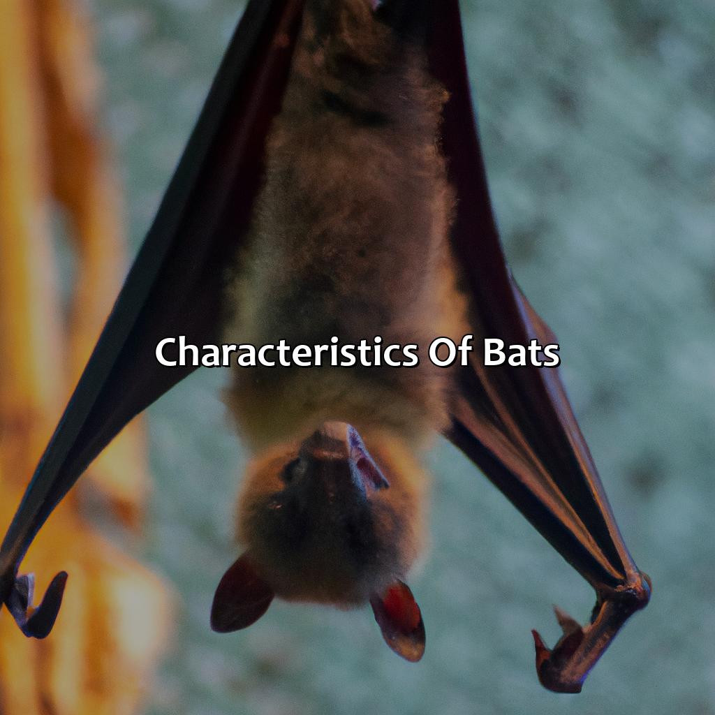 Characteristics Of Bats  - What Color Are Bats, 