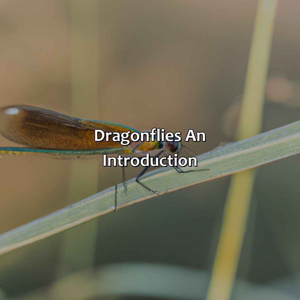 Dragonflies- An Introduction  - What Color Are Dragonflies, 