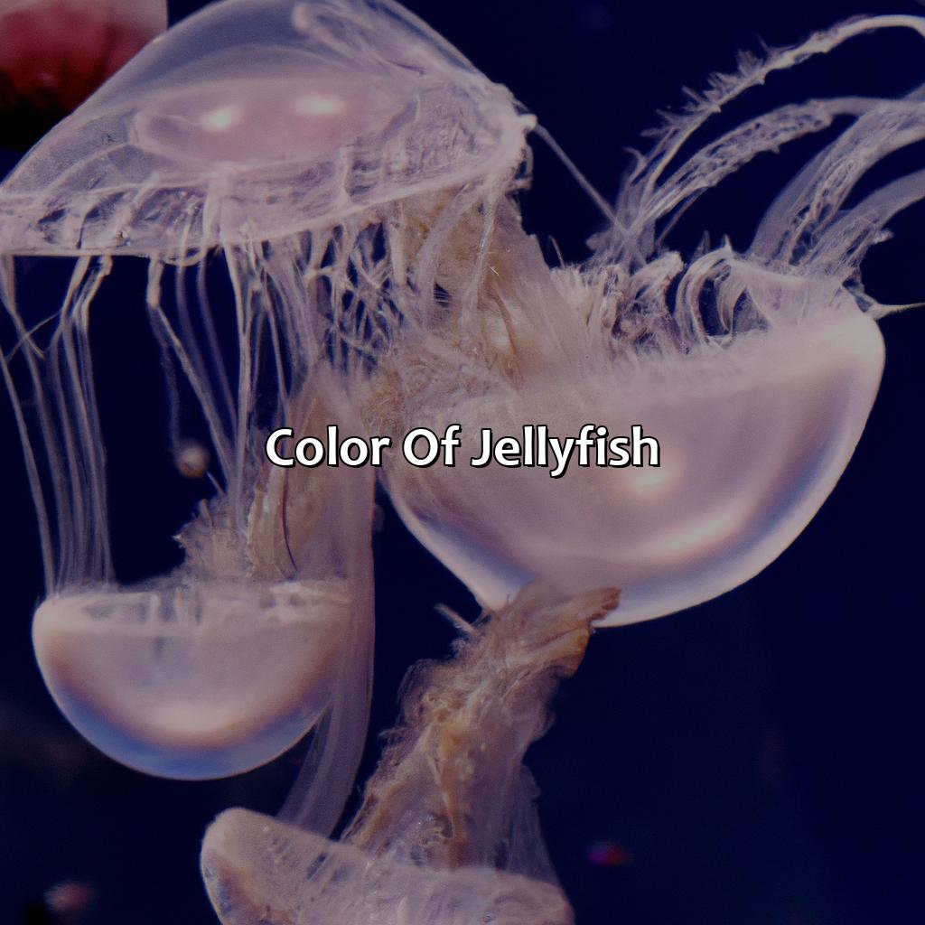 Color Of Jellyfish  - What Color Are Jellyfish, 