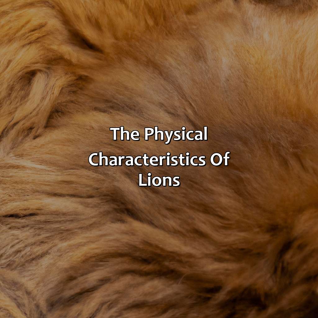 The Physical Characteristics Of Lions  - What Color Are Lions, 