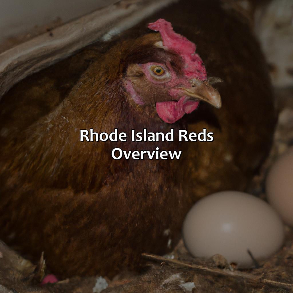 Rhode Island Reds: Overview  - What Color Eggs Do Rhode Island Reds Lay, 